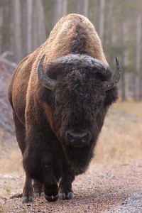 bizon-3.jpg